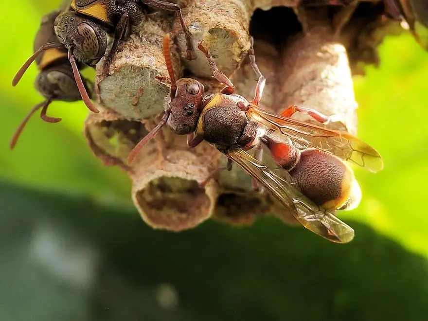 Papírdarázs